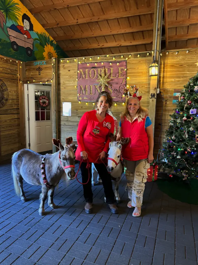 Women posing with donkeys near Christmas tree